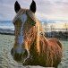 Pony 301108
